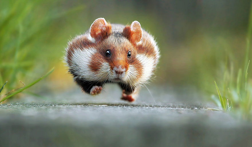 Wonderbaarlijk Fotowedstrijd met de meest grappige dierenfoto's van 2015 | SGXL.nl MW-32