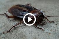 chinese werknemers moeten kakkerlakken eten