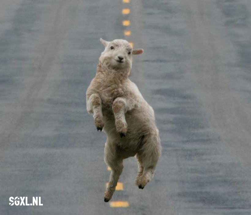Deze 15 dieren zijn extreem vrolijk | SGXL.nl