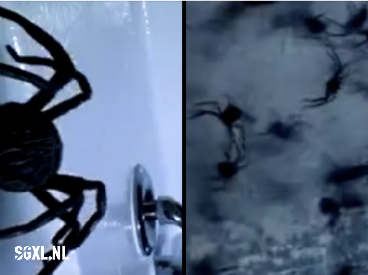 Eerste trailer van Arachnado, film over spinnen in een tornado!